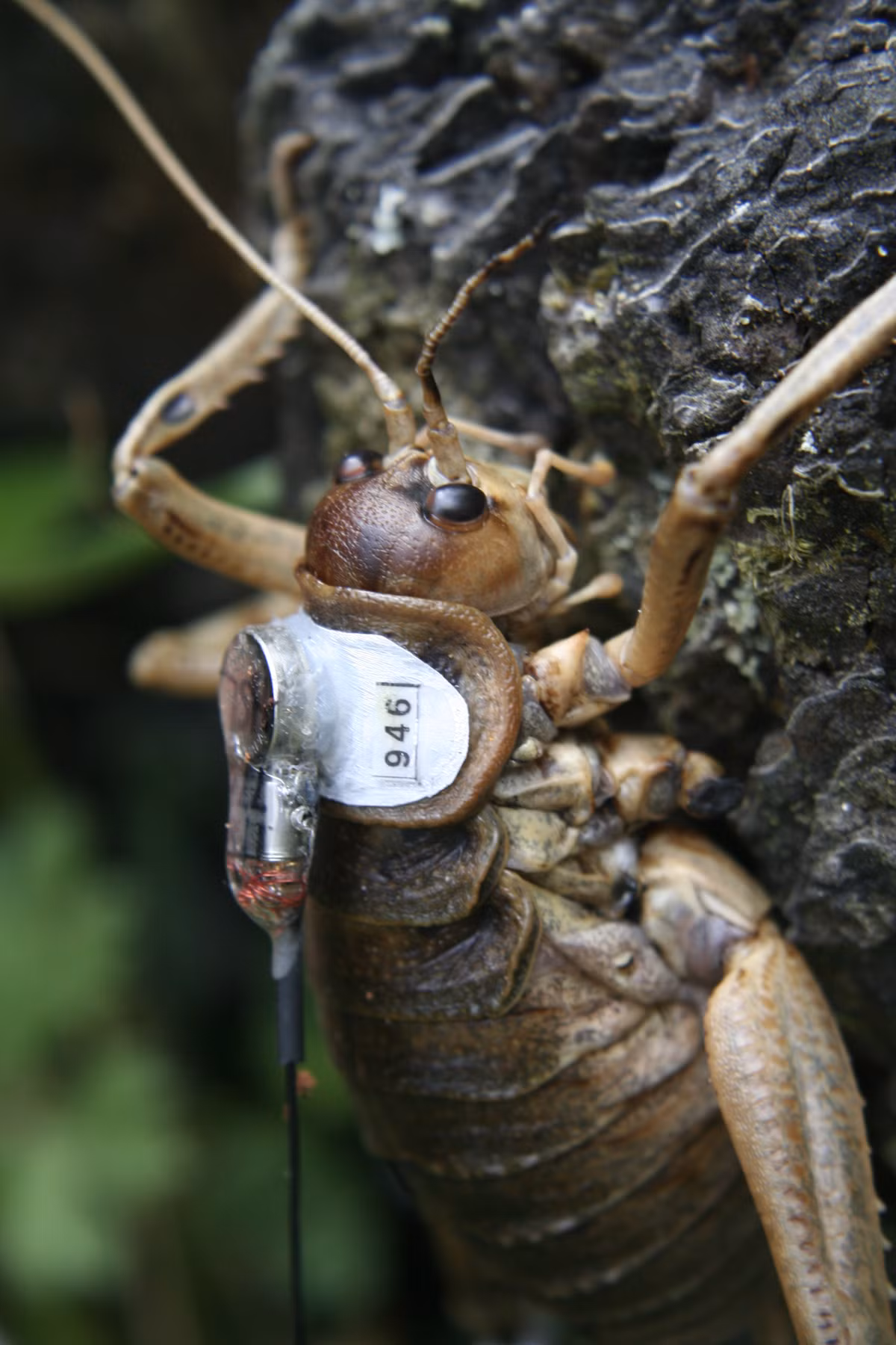 Dế Weta khổng lồ được coi là đã tuyệt chủng trên đất liền New Zealand vào những năm 1960 do chuột rất yêu thích món ăn này. Rất may, chúng đã được cứu sống gần đây.