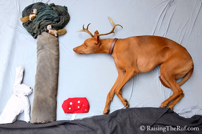 Rufus mơ mình hóa thành tuần lộc chơi đùa với thỏ trắng và sóc chuột trong rừng.