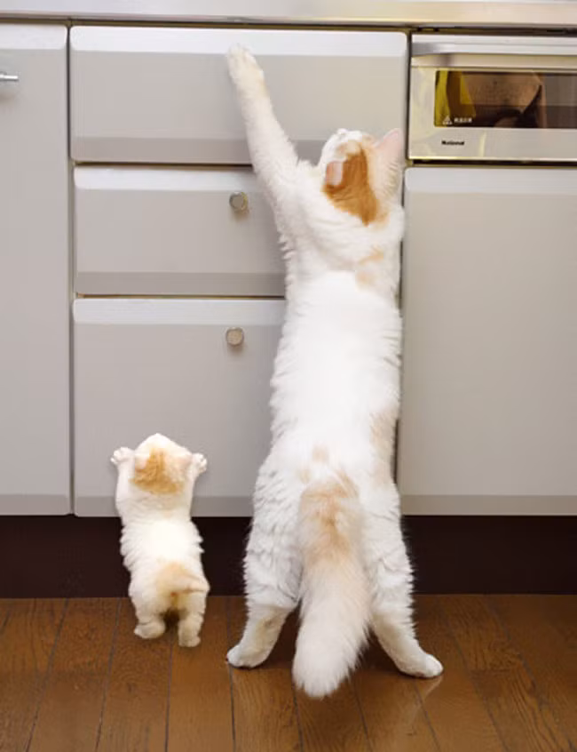 Hình như mèo mẹ đang muốn chỉ cho mèo con biết con người thường để đồ của họ ở đâu.