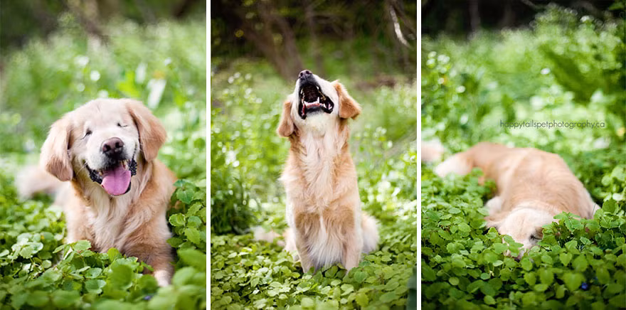 Smiley là chú chó thuộc giống Golden Retrievers, ngay từ khi ra đời đã bị mù bẩm sinh, chú phải trải qua cuộc sống khá khó khăn trước khi gặp chủ nhân Joanne, một huấn luyện viên chó chuyên nghiệp.