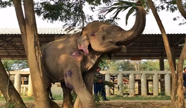 Trong tình thương yêu của những nhân viên chăm sóc nơi đây, con voi già đã trải qua quá nhiều đau khổ dường như hiểu rằng những ngày vất vả đó bây giờ đã ở lại phía sau.