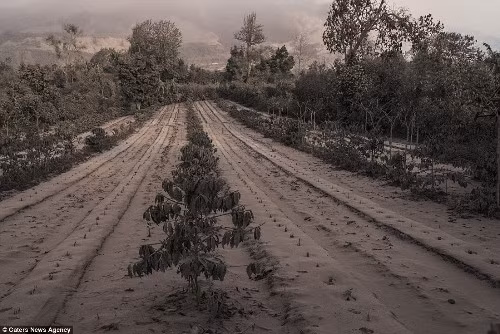 Hoa màu cũng bị phá hủy, buộc người dân phải bỏ nhà cửa sau khi núi lửa này phun trào.
