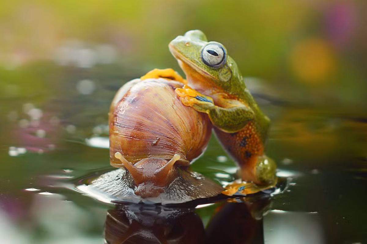 Nó khéo léo bò ra phía bên cạnh con ốc và tìm cách leo lên lưng nó.