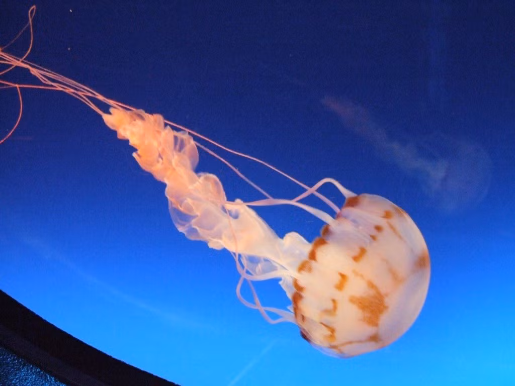 Tên tiếng Anh của sứa được ghép từ hai từ “jelly” (thạch) và “fish” (cá) nhưng thực chất chúng không phải là cá.