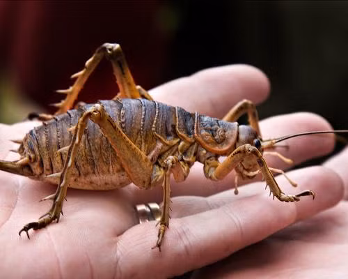 Ngày nay, loài côn trùng khổng lồ nhất là dế Weta với trọng lượng có thể lên tới gần 0,5kg và chiều dài gần 66cm.