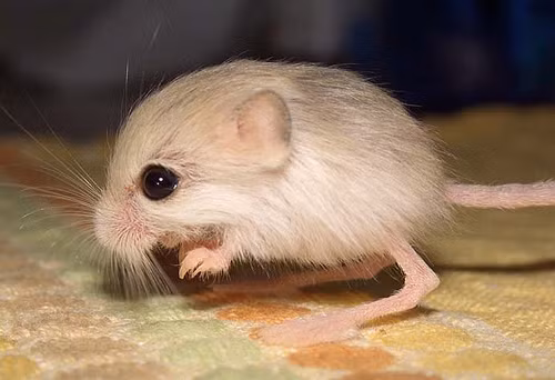 Chuột nhảy lùn là loài gặm nhấm nhỏ nhất thế giới với cơ thể khoảng 5cm nhưng lại có thể nhảy một bước nhảy dài tới 2,7m.