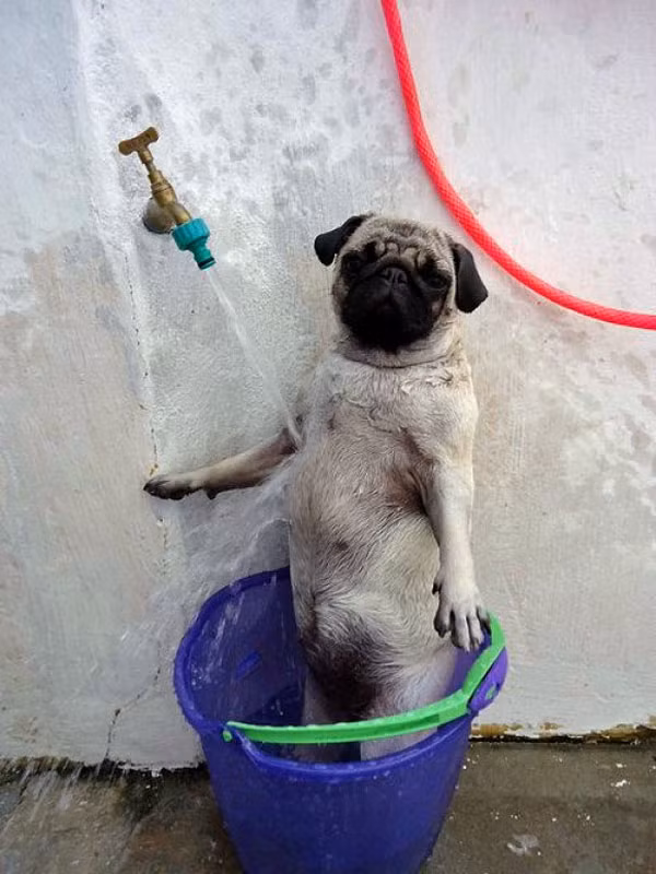 Đứng dựng hai chân sau trong chiếc xô và xả nước không ngừng để giải nhiệt.