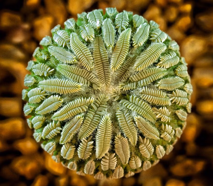 Hoa xương rồng tròn (tên khoa học là Pelecyphora Aselliformis) nở rộ trong thế đối xứng tuyệt hảo.