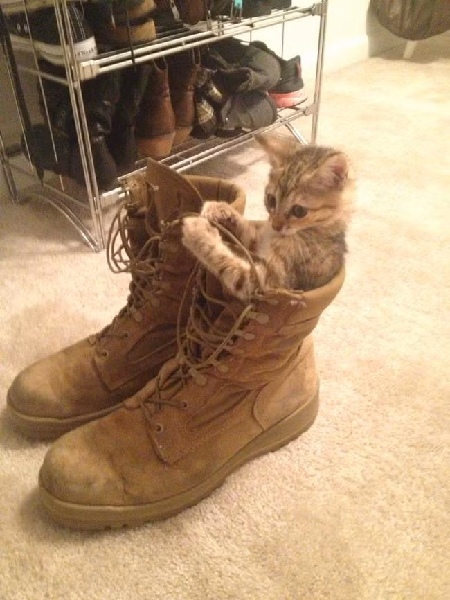 Chú mèo nhỏ này đang thử sức với đôi boot cổ ngắn. Dường như, chiếc dây phức tạp khiến mèo ta khá bối rối.