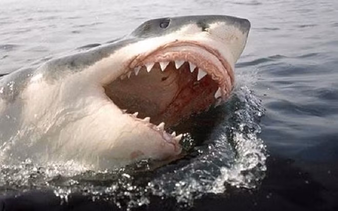 White Shark Cafe là một địa danh ở giữa Thái Bình Dương và chính là nơi cá mập trắng lớn tụ tập để giao phối.