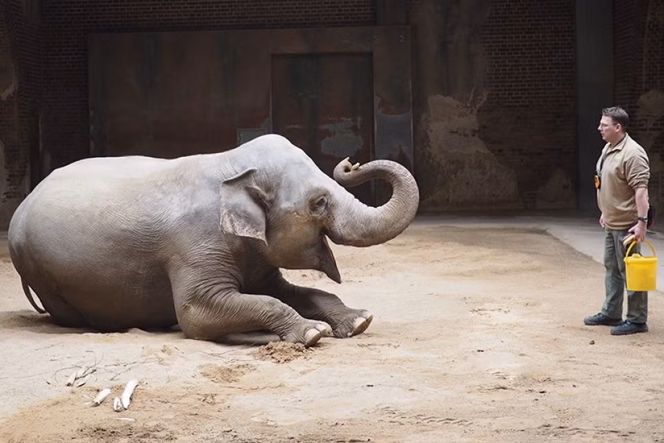 Lần sinh đẻ lần thứ hai này của Hoa rất được ngóng chờ và là đề tài nhận được nhiều sự quan tâm của báo giới.