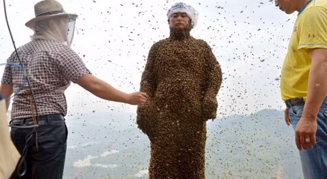Trong khi đó, một người nuôi ong Trung Quốc có tên She Ping lại mạo hiểm cho 331.000 con ong bâu kín người. Có lẽ hiếm ai đủ “dũng cảm” như ông để phá vỡ kỷ lục này.