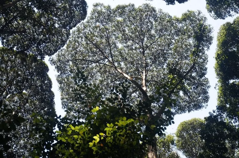 Một số người lại cho rằng đó là cách để các cây tự bảo vệ mình nhằm ngăn chặn ấu trùng của các loài côn trùng ăn lá lây lan từ cây này sang cây khác.