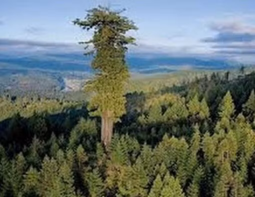 Cây gỗ đỏ ở California, Mỹ là loài thực vật cao nhất thế giới, với độ cao tối đa có thể đạt 100m. Đến thăm khu rừng chắc chắn du khách sẽ bị choáng ngợp trước một không gian bao la với vô số thân cây khổng lồ đã tồn tại suốt 2000 năm. 
