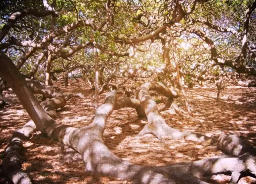 Cây đào lộn hột Pirangi (Brazil) là cây đào lộn hột lớn nhất trên thế giới, bao phủ khắp khoảng đất có diện tích 8.500m2. Với kích thước 91,4 mét x 91,4 mét, cây đào lộn hột Pirangi tạo cho người xem hình ảnh về một khu rừng nhỏ. Mỗi năm, loài cây có hình dáng kỳ lạ này cho ra 8.000 quả. 