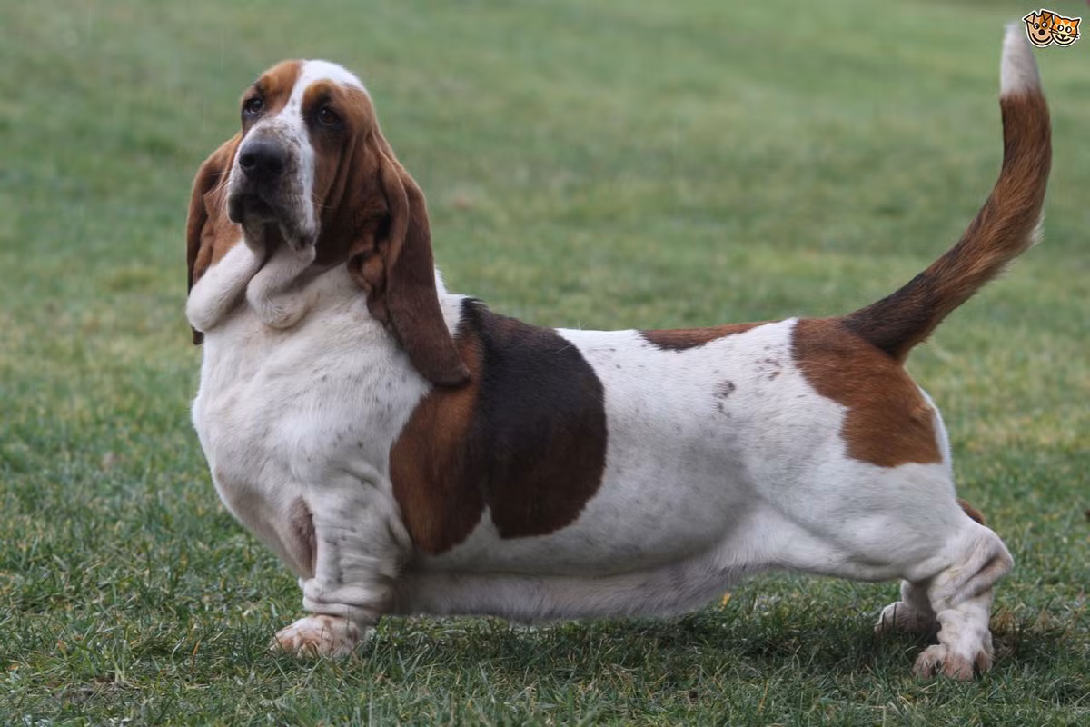 Chó săn Basset hay chó săn chân lùn là giống chó săn với bản tính tự nhiên, hiền hòa, rất tình cảm và biết nghe lời nên rất được ưa chuộng.