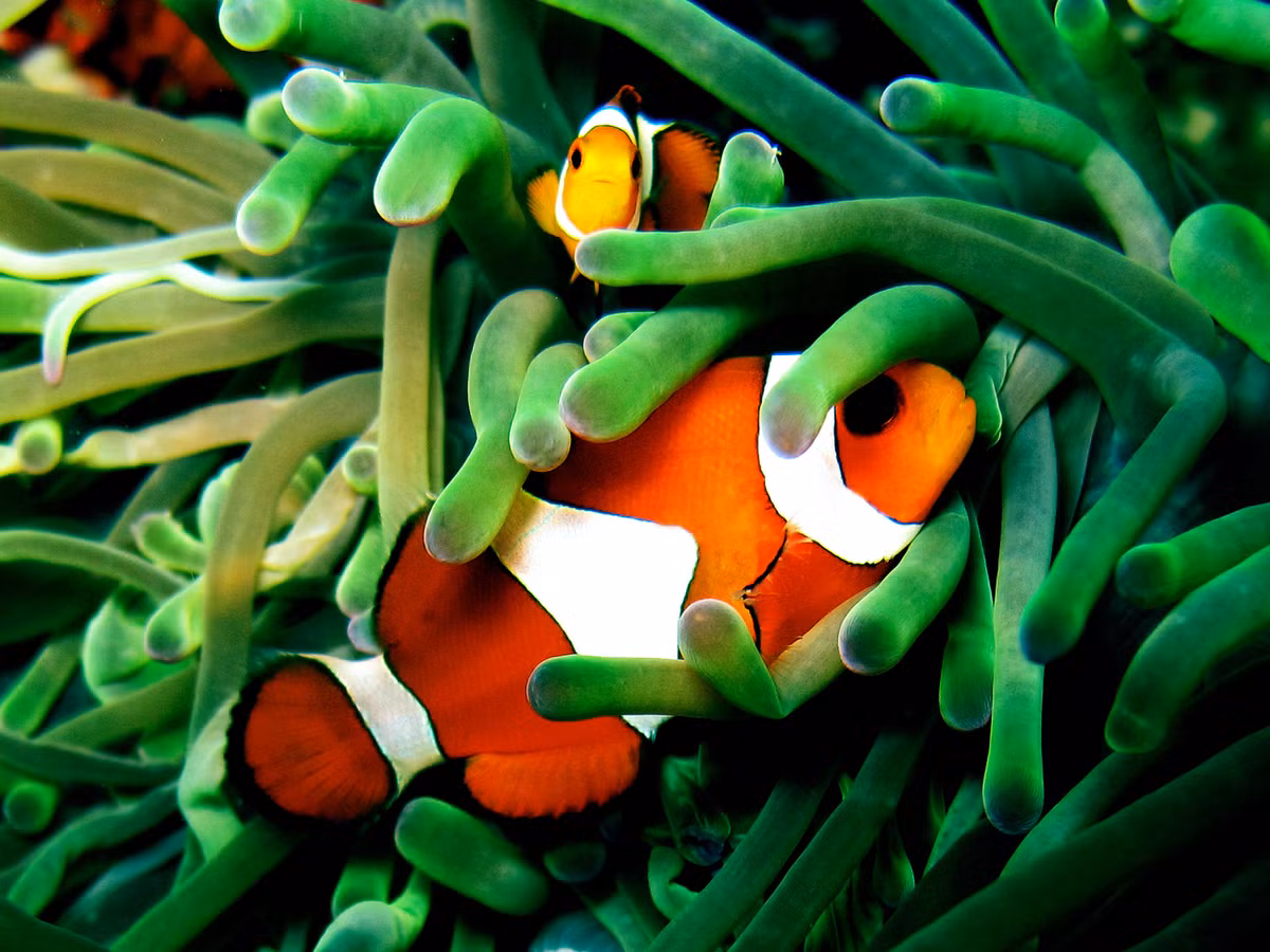Có lẽ không nhiều người biết tới cá hề cho đến khi nhân vật đầy màu sắc Nemo “bơi” vào cuộc sống của chúng ta vào năm 2003 trong bộ phim Finding Nemo.