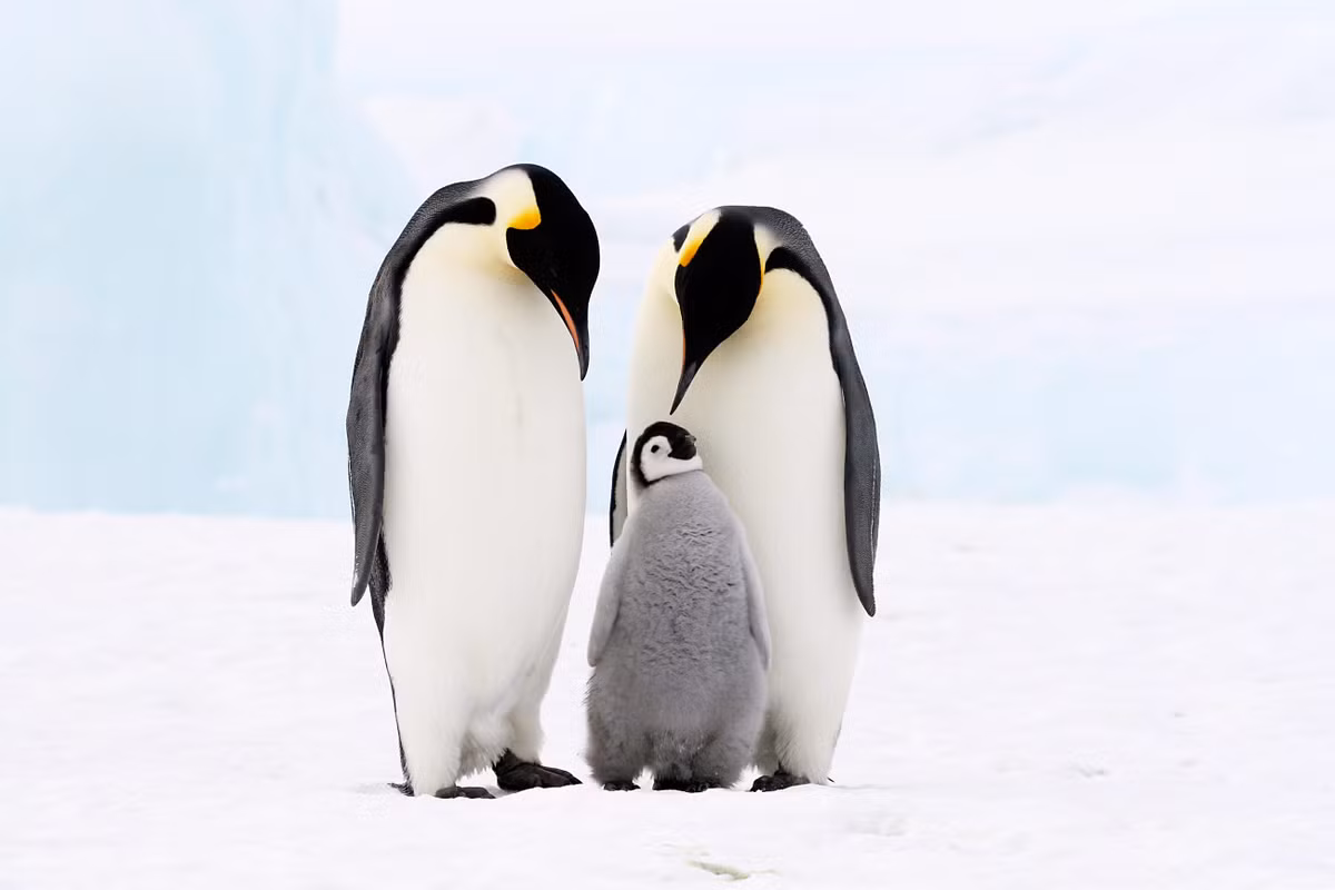 Ai đã từng xem bộ phim “Hành khúc chim cánh cụt” (March of the Penguins) chắc hẳn sẽ không quên được những màn ca vũ đầy ấn tượng của ba chú chim cánh cụt hoàng đế.