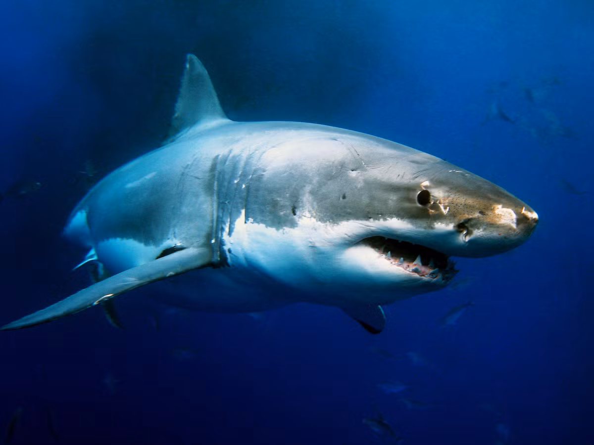 Bộ phim kinh điển “Hàm cá mập” (Jaws) chính là yếu tố tác động khiến loài sinh vật này càng trở nên nổi tiếng hơn bao giờ hết.