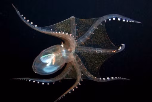 Vitrelladonella Richardi là loài bạch tuộc cực hiếm của vùng biển sâu. Toàn bộ cơ thể của chúng trong suốt.