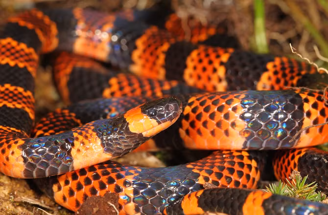 Rắn san hô có ngoại hình cực kỳ bắt mắt, và đồng thời sở hữu nọc độc đứng thứ hai trong họ nhà rắn.