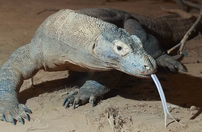 Trong khi đó, rồng Komodo, trăn Nam Mỹ, trăn cầu vồng, một số loài cá mập khác nhau, và cả gà tây hoang đều nỗ lực sinh đồng trinh bởi không thể tìm ra bạn đời xung quanh chúng.