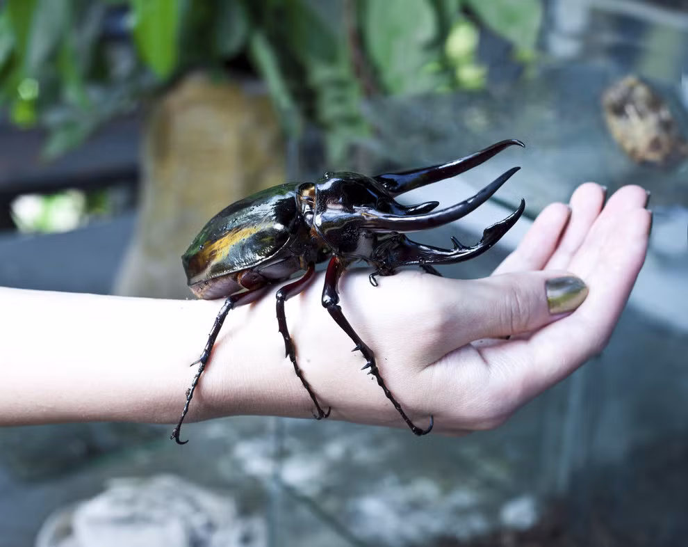 Mặc dù có tên gọi là kiến vương nhưng đây thực chất là một loài bọ cánh cứng với thân hình kỳ quái.