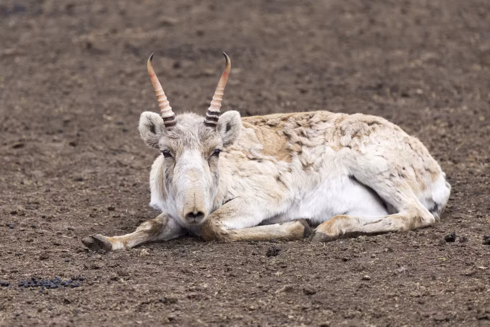 Cặp sừng khá kỳ khôi của linh dương Saiga, không chỉ có hình dạng quái đản mà còn có màu sắc dường như không liên quan đến chủ nhân của nó.