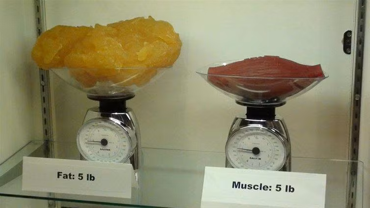 Hai thứ có cùng trọng lượng là 2,27 kg nhưng thể tích của chất béo và cơ hoàn toàn khác nhau. Bây giờ thì bạn đã hiểu vì sao người béo lại có thân hình to lớn ục ịch.
