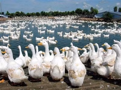 Trong tiếng Anh, vịt đực được gọi là “drake”, vịt cái là “hen” còn vịt con là “duckling”.