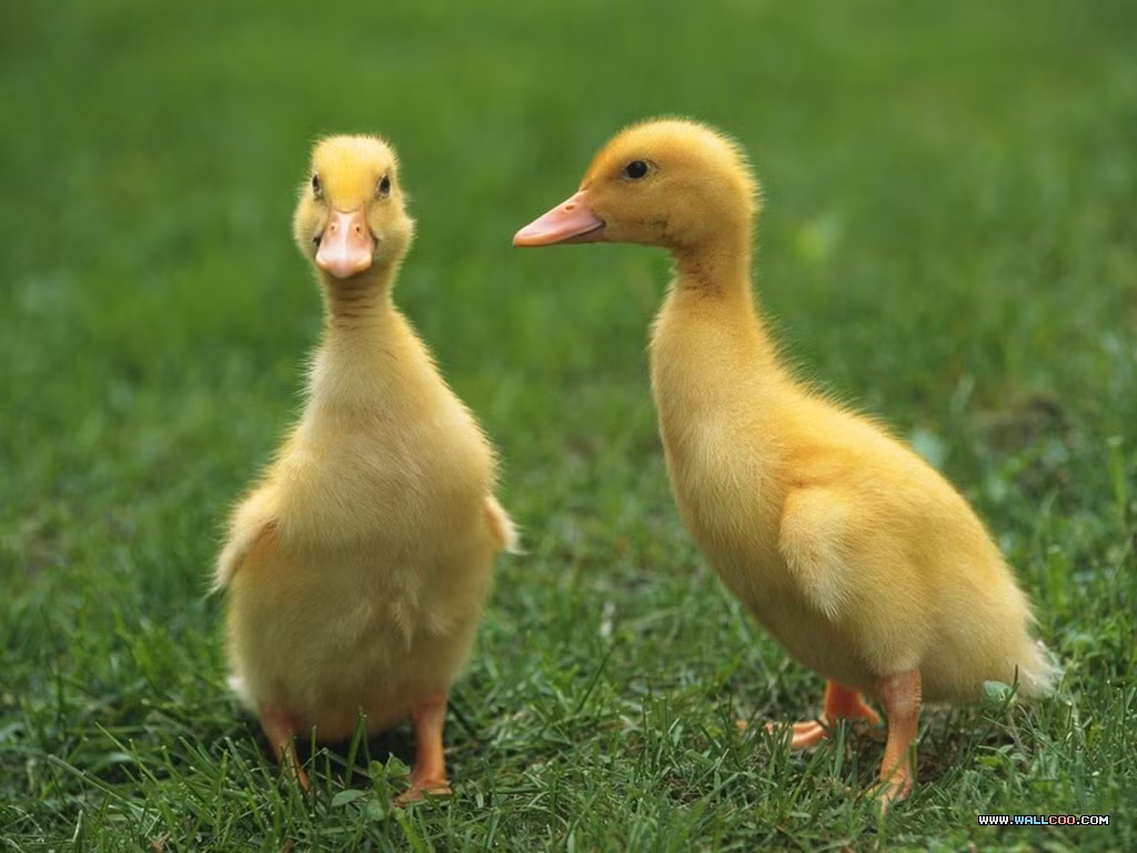 Một con vịt cát ngực đỏ (một loài chim trong họ Vịt) đã từng được ghi nhận bay với vận tốc trên 100 dặm/ giờ khi con vật bị một chiếc máy bay đuổi theo.