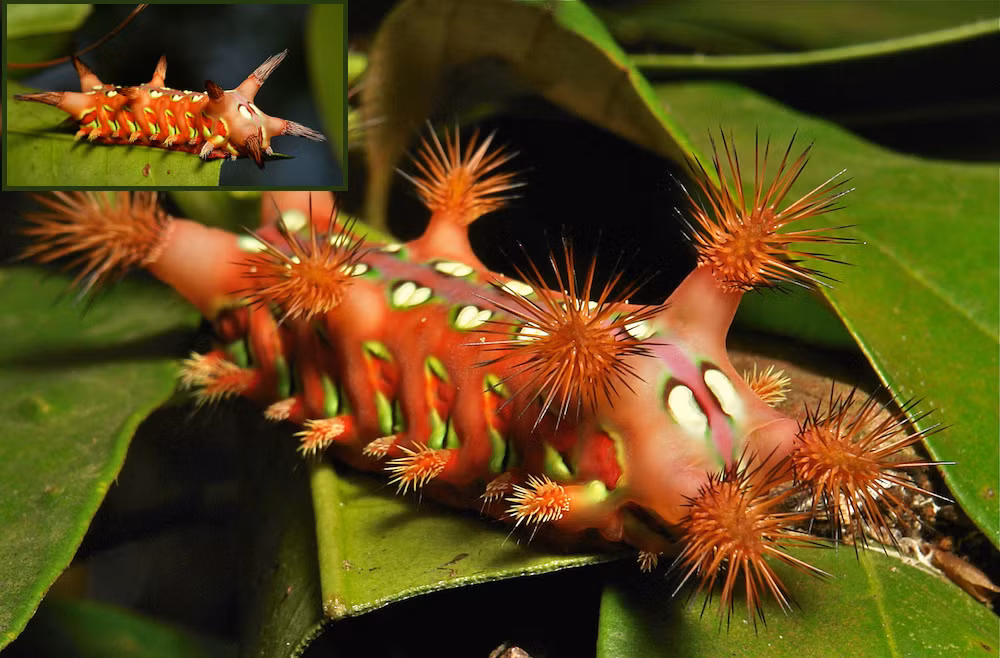 Limacodidae có vẻ là một loài sâu bướm khá hiền lành nhưng nếu bạn chọc tức nó, bạn sẽ nhanh chóng hối hận vì những chiếc gai sắc nhọn, lởm chởm mà chúng xòe ra.