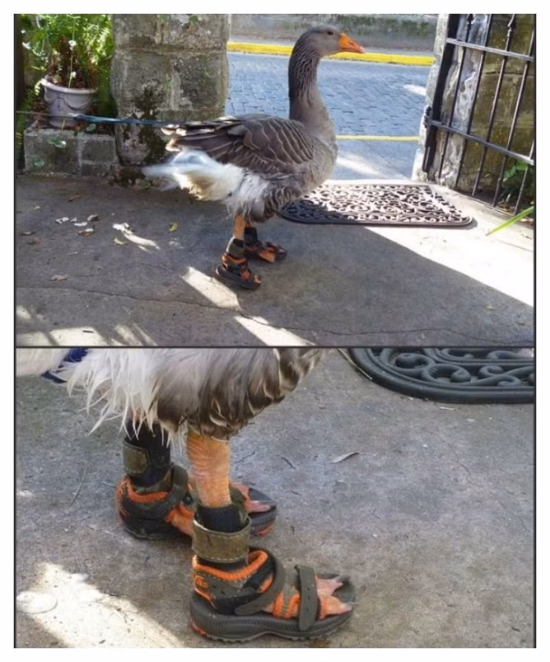 Đôi sandal có màu nâu cực hợp với bộ lông vịt.