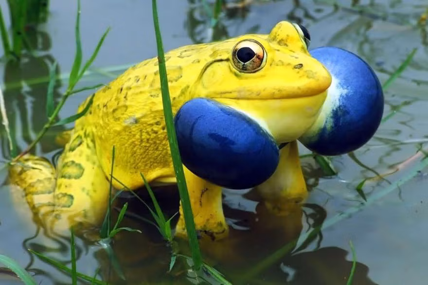 Ễnh ương Ấn Độ (Indian Bullfrog) là gã khổng lồ trong họ nhà ếch với chiều dài cơ thể lên tới 20cm. Ngoài ra, chúng còn rất biết cách gây ấn tượng bằng hai túi khí xanh to tướng ở hai bên má.
