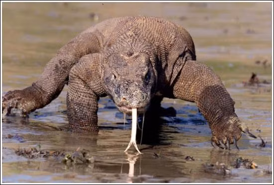 Rồng Komodo thường đi săn vào ban ngày vì chúng nhìn kém vào ban đêm. Hơn nữa, chúng có thính giác không được nhạy bén.