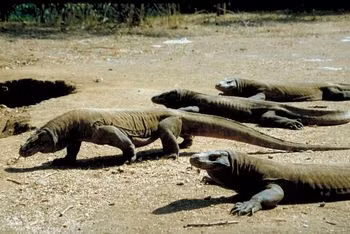  Rồng Komodo là loài thằn lằn lớn nhất với chiều dài lên tới 3m và nặng tới 90kg. Rồng Komodo trưởng thành có da màu xám, nâu hoặc đỏ. Rồng con có da màu xanh, sọc vàng và đen.