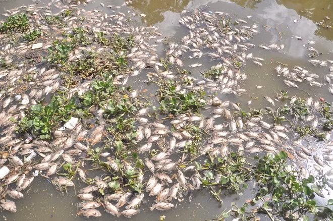Không chỉ ở Nga, tình trạng cá chết hàng loạt được ghi nhận diễn ra ở nhiều nơi trên thế giới. Việt Nam cũng từng chứng kiến nhiều thảm cảnh này, điển hình là cảnh cá chết nổi lềnh phềnh trên kênh Nhiêu Lộc – Thị Nghè, TP. Hồ Chí Minh đầu năm nay.