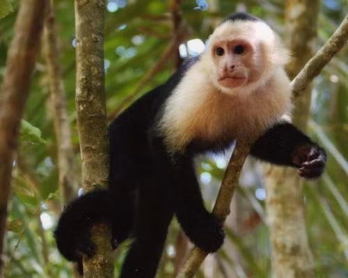 Những con khỉ đực Capuchin đi tiểu lên chính người chúng để thu hút bạn tình.