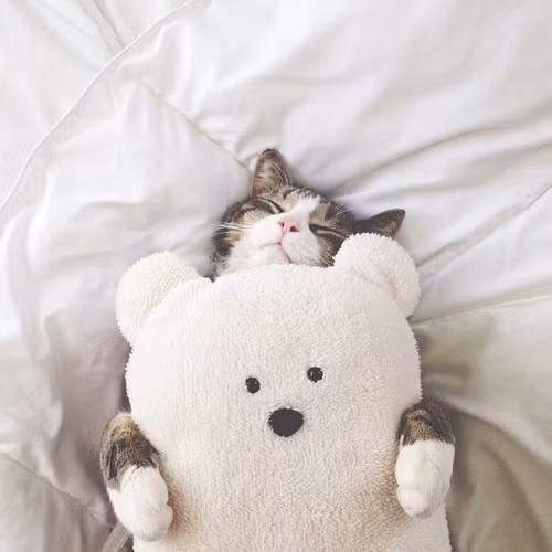 Khác với những chú mèo khác, con mèo này lại rất thích ôm gấu bông và nằm ngửa ngủ hết sức thoải mái.