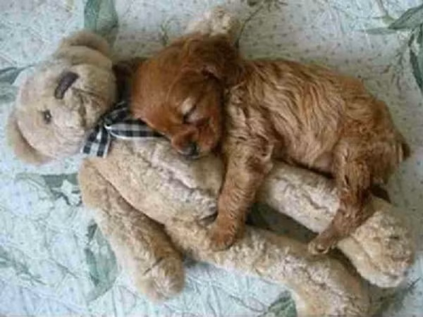 Thật khó phân biệt con nào là thú cưng sống, con nào là thú bông.