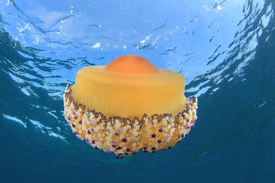 Sứa trứng chiên (Cotylorhiza tuberculata) là một cư dân của vùng biển Địa Trung Hải, có kích thước lớn hơn 1 quả trứng thật nhưng lại có thể phát triển tới độ dài hơn 33cm.