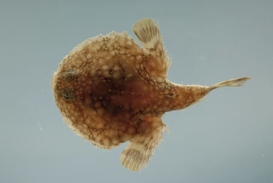 Cá dơi bánh kếp (Halieutichthys aculeatus) vô tư bơi lội dưới đáy đại dương bởi chúng gần như vô hình với kẻ thù khi khoác trên mình diện mạo này.