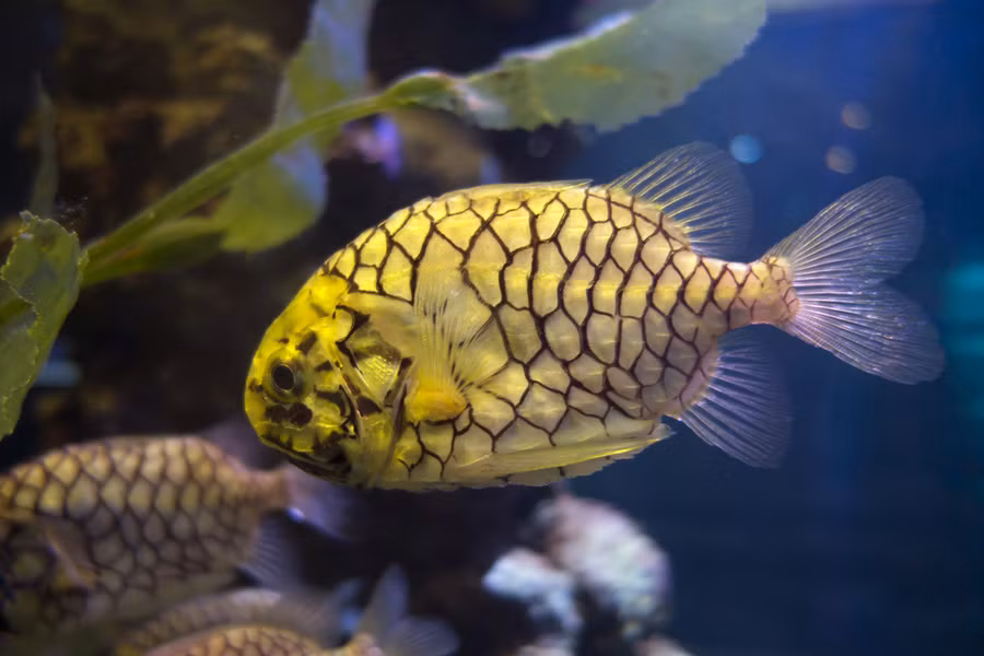 Cá dứa (Cleidopus gloriamaris) rất xứng đáng với cái tên của nó bởi bộ vảy rất giống với mắt dứa.