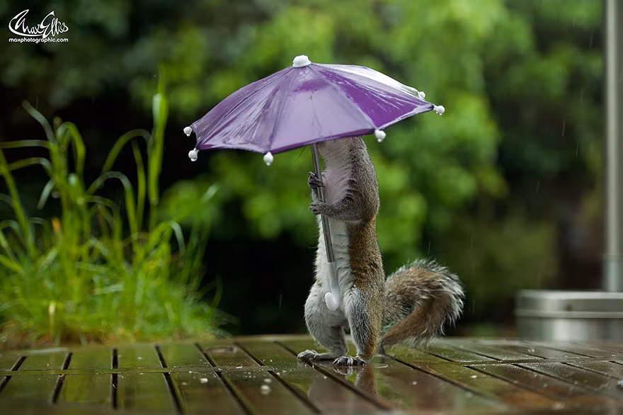 Đáng lẽ, ông đã phải nhử sóc xuất hiện bằng cách rải thức ăn đầy lối đi.