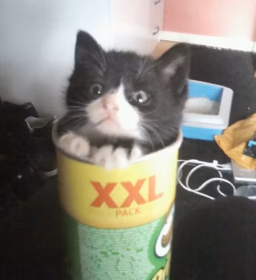 Cả hộp to XXL này vẫn có thể chén hết!