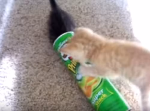  Chú mèo nghịch ngợm đang gắng sức chui vào bên trong chiếc hộp này. Có lẽ nó nghiện đồ snack này mất rồi.
