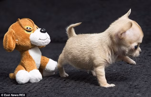 ... và chỉ nhỉnh hơn trái lê và con chó bông nhỏ một chút xíu.