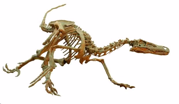 Với cấu trúc cơ thể như thế này, các nhà khoa học tin rằng Velociraptor có thể trèo cây khá giỏi.