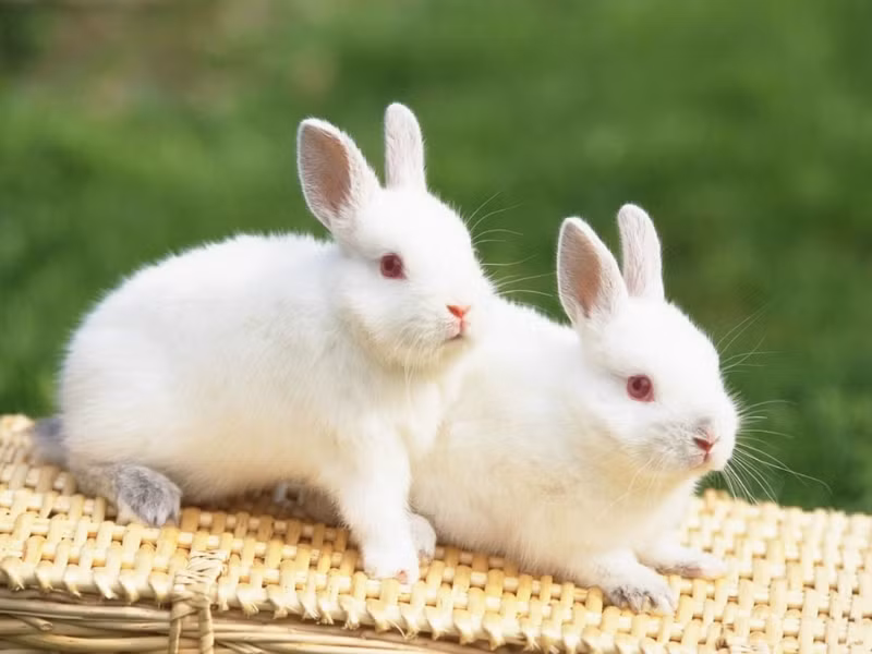 Một con thỏ chỉ có tổng cộng 28 cái răng để ăn.