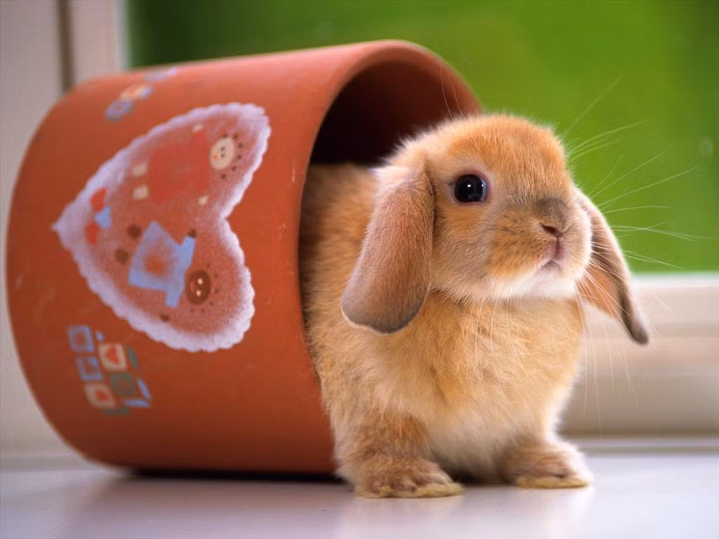 Phân của loài thỏ được sử dụng rộng rãi làm phân bón trong vườn.